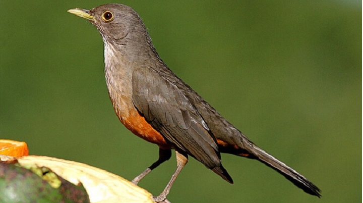 Sabiá Laranjeira: Saiba mais no Guia de Bichos